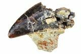 Serrated Carcharodontosaurus Tooth - Dekkar Formation, Morocco #299128-1